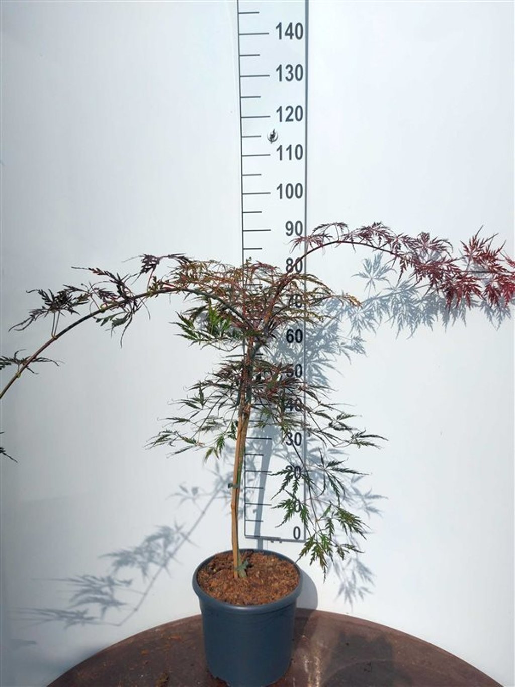 Acer pal. 'Tamukeyama' - 60 CM Stem C10